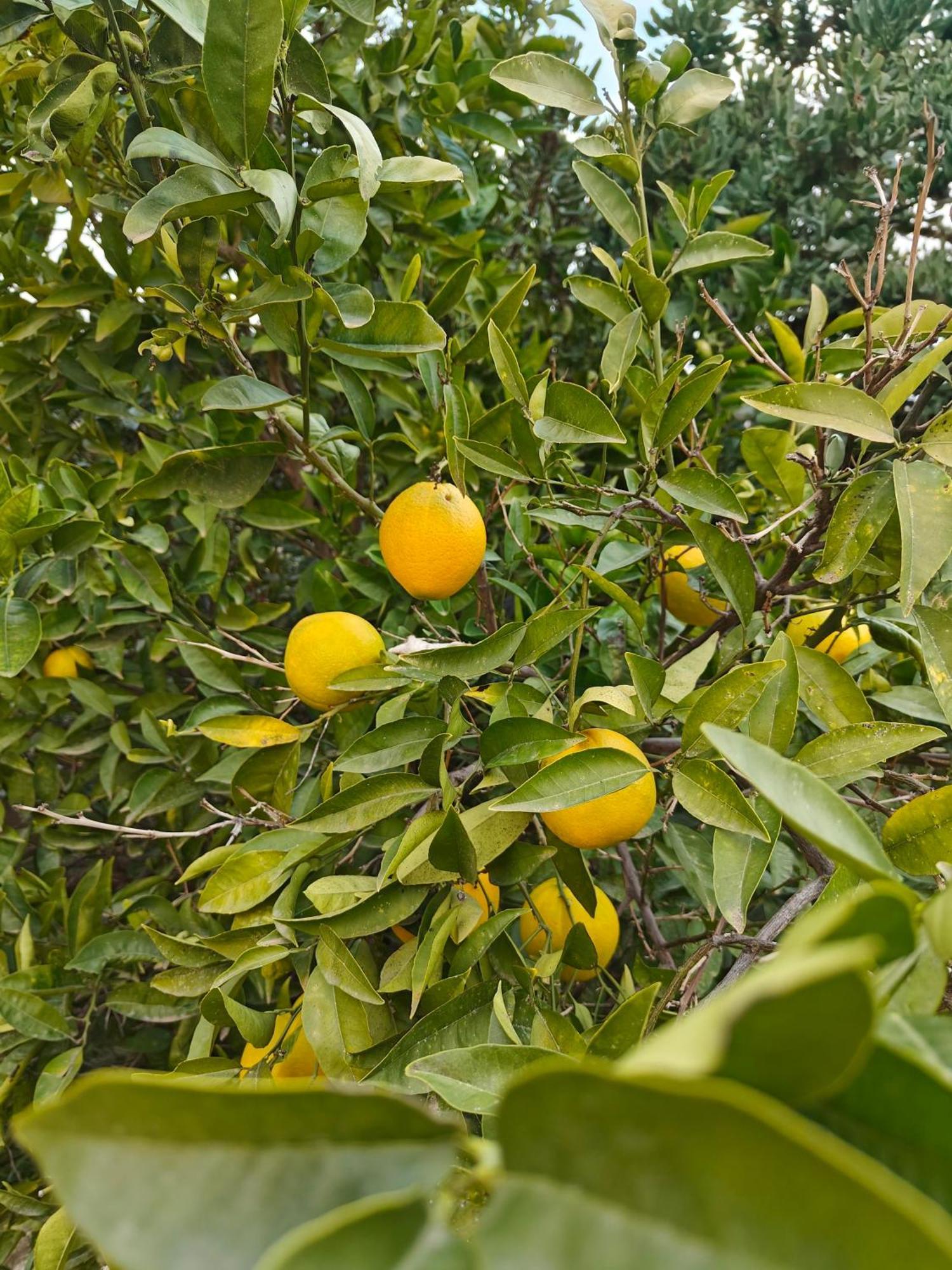 Finca Oliva Bolulla ภายนอก รูปภาพ
