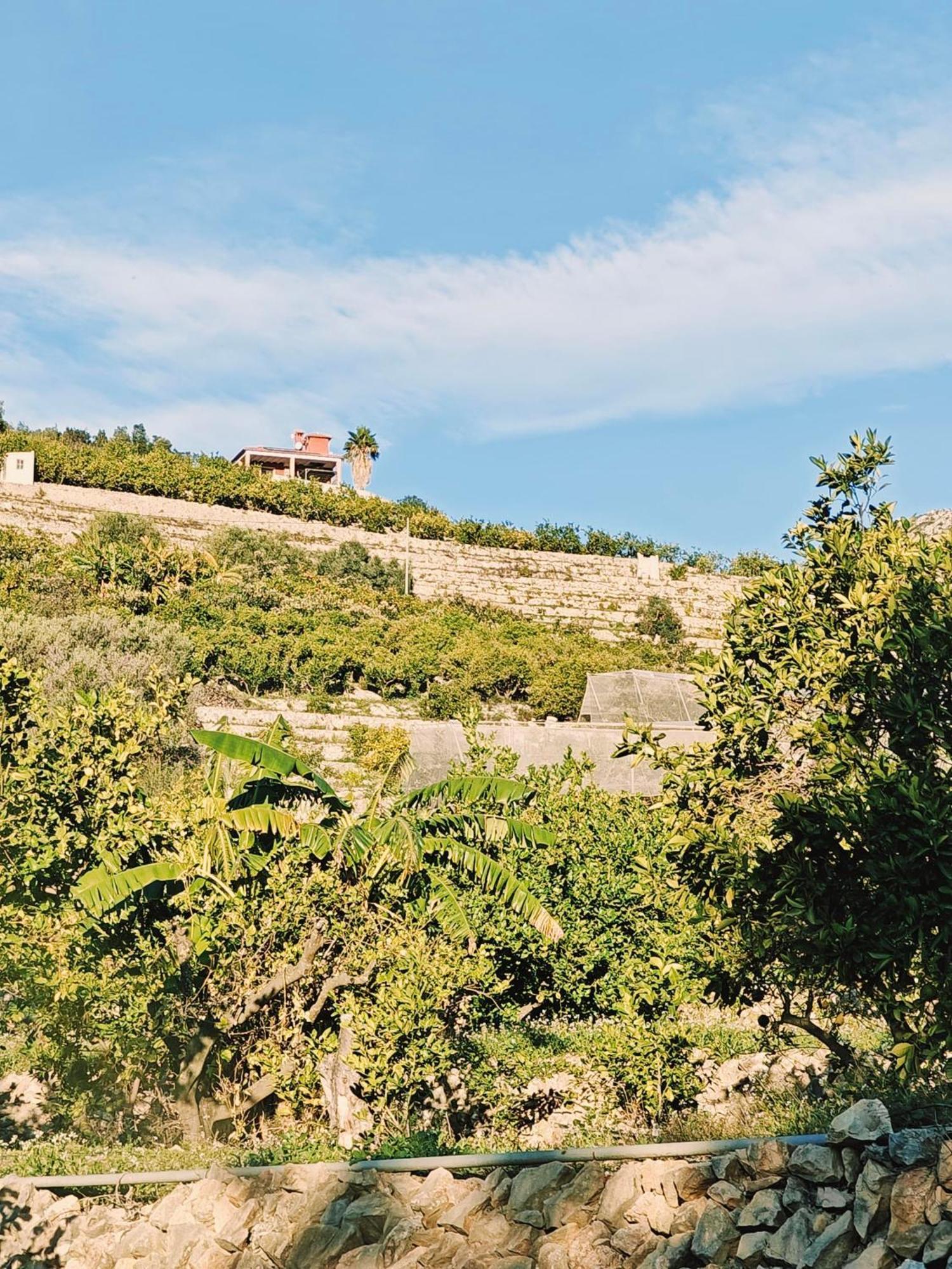 Finca Oliva Bolulla ภายนอก รูปภาพ