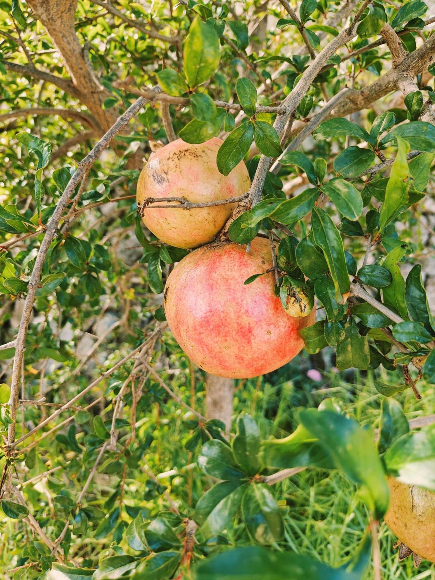 Finca Oliva Bolulla ภายนอก รูปภาพ